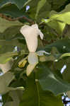 Bigleaf magnolia